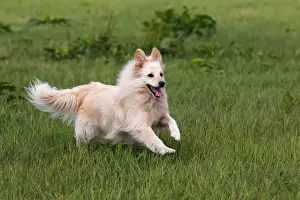 Half Prints: Small white dog, spitz half-breed (Canis lupus familiaris), running in a meadow, male