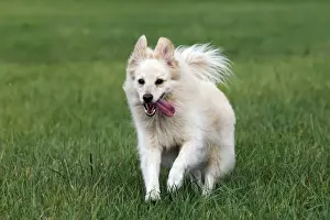 Half Prints: Small white dog, spitz half-breed (Canis lupus familiaris), running in a meadow, male