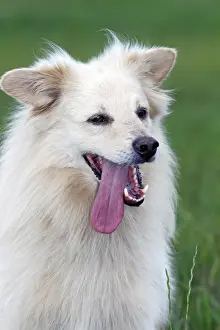 Half Prints: Small white dog, spitz half-breed (Canis lupus familiaris), portrait, male