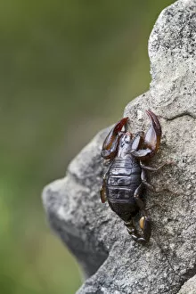 Images Dated 29th August 2014: Small Wood Scorpion species -Euscorpius germanus-, Tyrol, Austria
