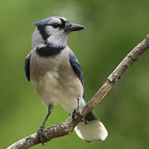 Smart blue jay bird