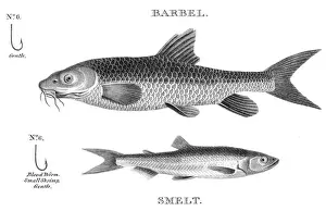 Smelt and barbel engraving 1812
