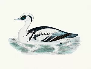 Animals Hunting Gallery: Smew Duck Waterfowl bird