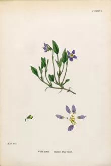 Images Dated 6th February 2017: Smitha┬Ç┬Ös Dog Violet, Viola Lactea, Victorian Botanical Illustration, 1863