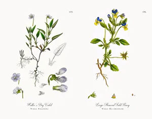Images Dated 21st November 2017: Smithas Dog Violet, Viola Lactea, Victorian Botanical Illustration, 1863