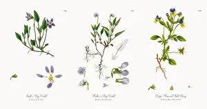 Images Dated 21st November 2017: Smithas Dog Violet, Viola Lactea, Victorian Botanical Illustration, 1863