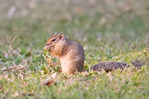 Smiths bush squirrel -Paraxerus cepapi-, feeding, Namibia