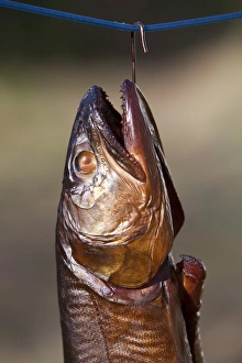 Images Dated 11th October 2010: Smoked fish, Lake trout -Salvelinus namaycush-