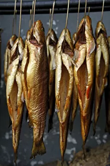 Images Dated 28th May 2010: Smoked trout hanging from hooks in a smokehouse, Fuschl, Austria, Europe