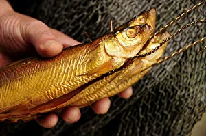 Nourishment Collection: Smoked Whitefish (Coregonus hoferi) in the fish shop of the fisherman Thomas Lex on Fraueninsel