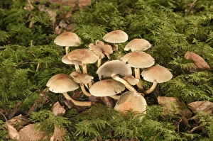 Images Dated 25th August 2011: Smokey Gilled Woodlover mushroom -Hypholoma capnoides-, Untergroeningen, Baden-Wuerttemberg