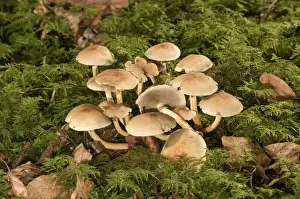 Basidiomycetes Prints: Smokey Gilled Woodlover mushroom -Hypholoma capnoides