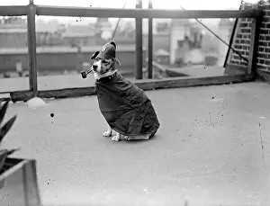 Smoking Police Dog
