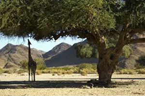 Feeding Collection: Smoky Giraffe, Hoanib River Valley, Namibia