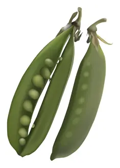 Smooth green snow pea pods, one of which is open to reveal the row of small pale green peas inside