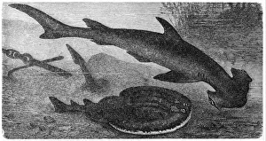 Torpedo Prints: Smooth hammerhead (Sphyrna zygaena) and Marbled Electric Ray (Torpedo Marmorata)