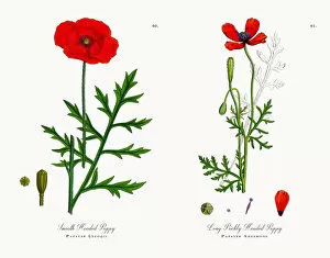 Images Dated 15th November 2017: Smooth Headed Poppy, Papaver Lecoqii, Victorian Botanical Illustration, 1863