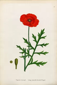 Images Dated 13th January 2017: Smooth Headed Poppy, Papaver Lecoqii, Victorian Botanical Illustration, 1863