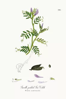 Images Dated 19th October 2017: Smooth-podded Sea Vetch, Vicia laevigata, Victorian Botanical Illustration, 1863