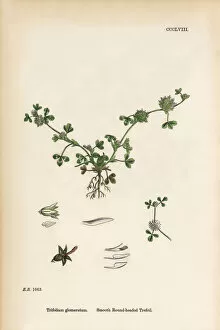 Images Dated 12th June 2017: Smooth Round-headed Trefoil, Trifolium glomeratum, Victorian Botanical Illustration, 1863