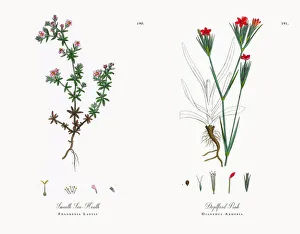 Images Dated 21st November 2017: Smooth Sea-Heath, Frankenia Laevis, Victorian Botanical Illustration, 1863