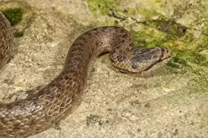 Images Dated 2nd August 2014: Smooth snake -Coronella austriaca-, Baden-Wurttemberg, Germany