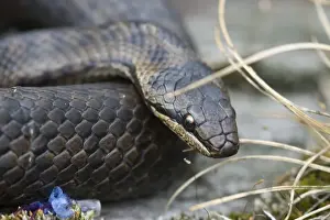 Colubrid Prints: Smooth snake (Coronella austriaca)