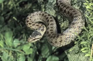 Hans Lang Nature Photography Gallery: Smooth Snake (Coronella austriaca)