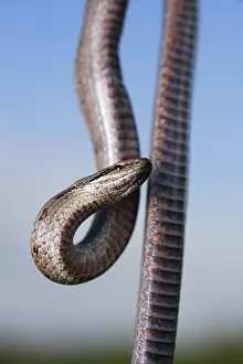 Lydie Gigerichova Landscapes Gallery: Smooth snake (Coronella austriaca)