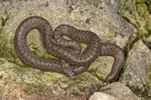 Images Dated 2nd August 2014: Smooth snake -Coronella austriaca- sunbathing, Baden-Wurttemberg, Germany