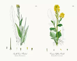 Images Dated 17th November 2017: Smooth Tower Mustard, Arabis Perfoliata, Victorian Botanical Illustration, 1863