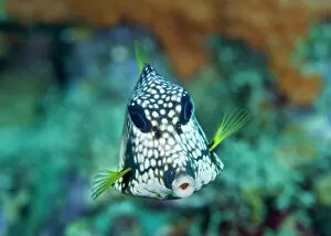 Paul Souders Photography Gallery: Smooth Trunkfish