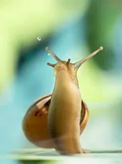 Images Dated 24th September 2013: snail blowing bubbles