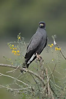 Tropical Bird Prints: Snail Kite (Rostrhamus sociabilis)