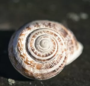 Images Dated 19th October 2014: Snail shell