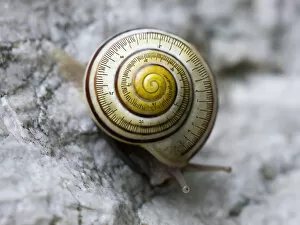 Images Dated 7th September 2013: snail-time (is not a precise measurement)