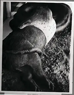 A Snake Swallowing a Pig Whole