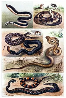 Images Dated 1st January 2000: Snakes