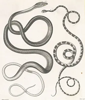 Two Snakes