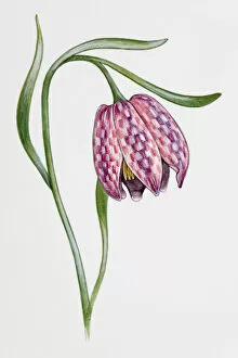 Images Dated 28th March 2007: Snakes Head (Fritillaria meleagris)