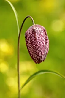 Liliaceae Prints: Snakes head fritillary, Checkered daffodil, Chess flower (Fritillaria meleagris)