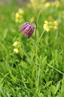 Snakes head fritillary, Checkered daffodil, Chess flower (Fritillaria meleagris) Snakes head fritillary, Checkered daffodil, Chess flower (Fritillaria meleagris)
