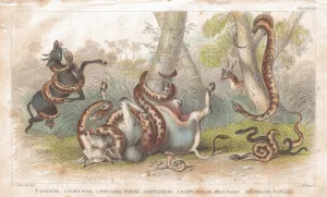 Snakes old litho print from 1852