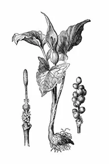 Images Dated 3rd February 2017: Snakeshead, adders root, arum (Arum maculatum)