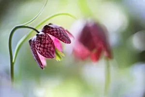 Captivating Floral Photography by Mandy Disher Gallery: Snakeshead fritillary