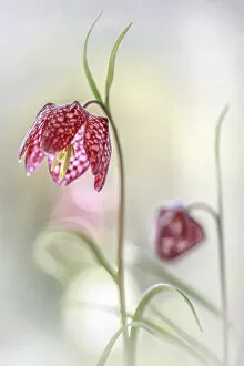 Colour Collection: Snakeshead Fritillary flower