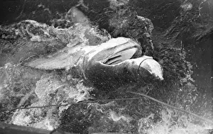Sea Creature Prints: Snared Basking Shark
