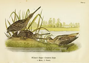 Beak Gallery: Snipe bird lithograph 1890