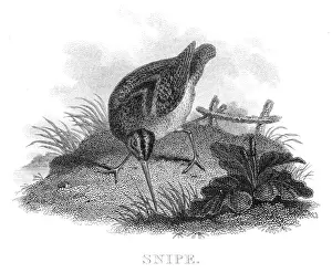 Snipe engraving 1812