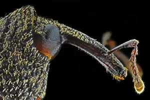 Extreme Close Up Gallery: Snout Weevil